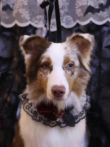 20231015レイくん